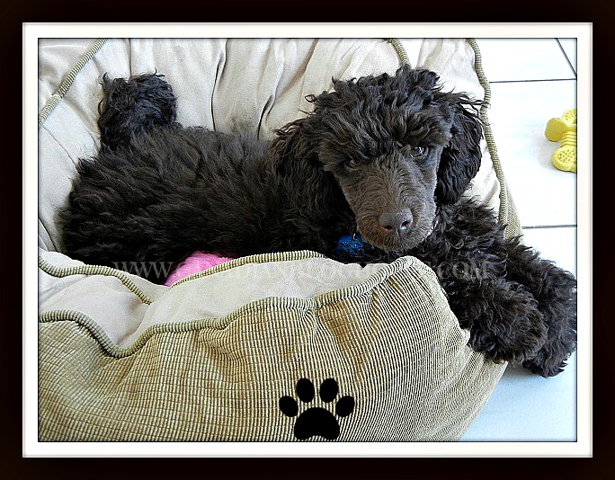 Having a puppy - Bella in your puppy bed