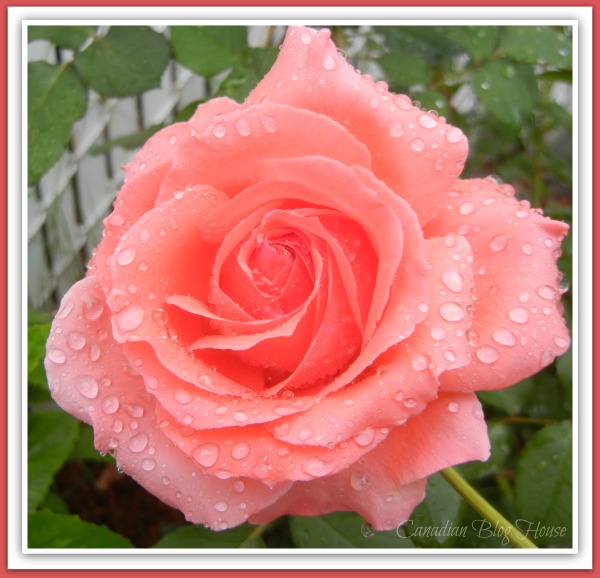 beautiful rose with raindrops - how do you grieve for an online friend