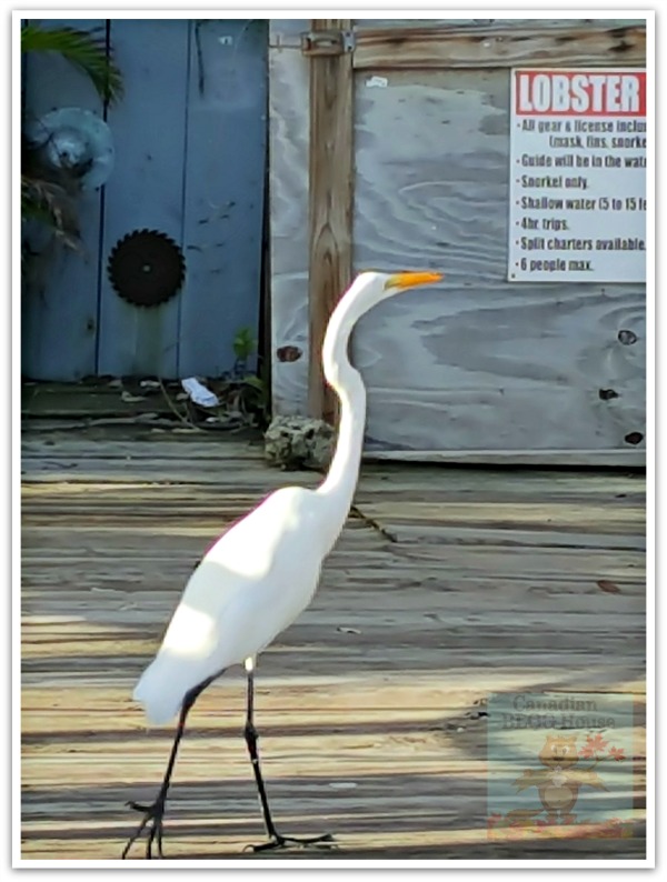 critters and creatures Florida Keys Bird White