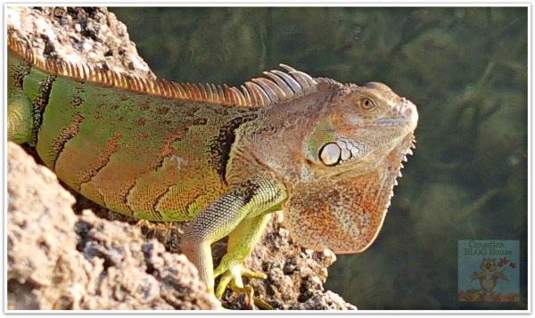 critters and creatures Florida Keys Key Largo Lizard