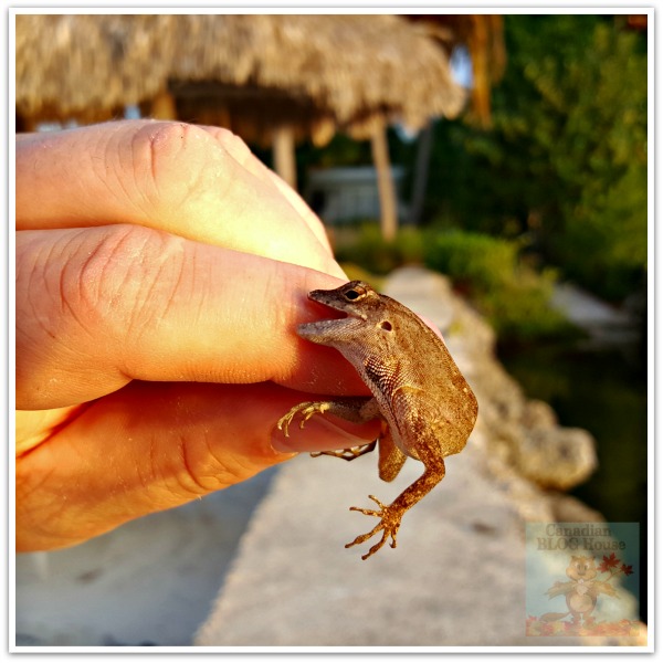 critters and creatures Florida Keys Lizard Biting