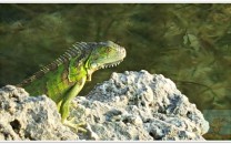 Green Iguana Florida Keys