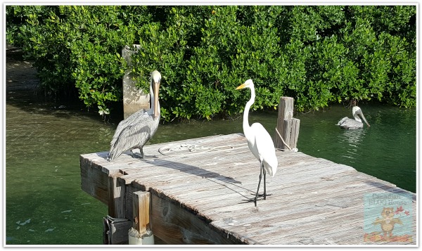 critters and creatures Florida Keys Pelican