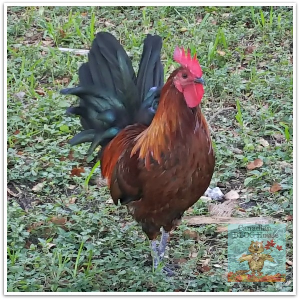 critters and creatures Florida Keys Rooster