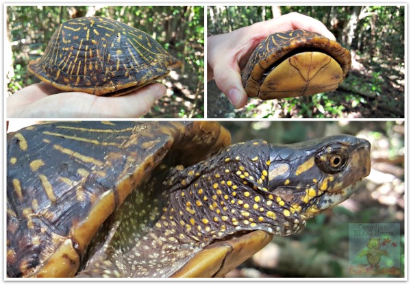 critters and creatures Florida Keys Turtle John Pennekamp State Park
