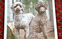 Dogs At Keshet Kennels