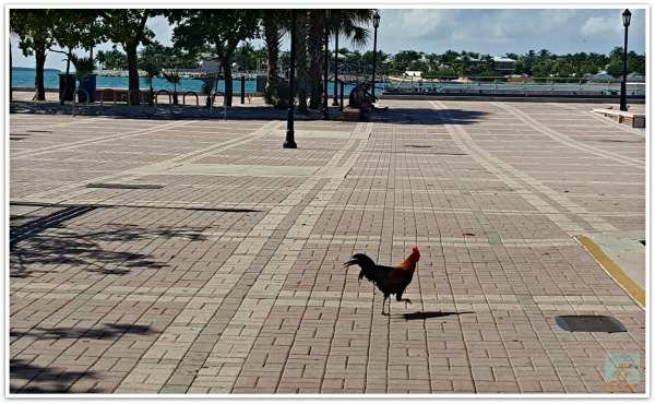 Key West Florida Rooster in Quaint and Quirky Key West