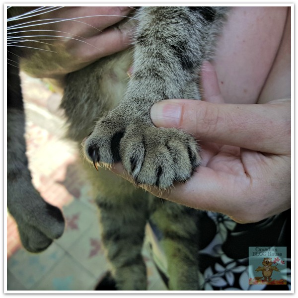 Key West Six Toed Kitty in Quaint and Quirky Key West