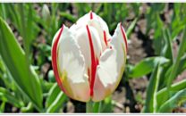 Canada 150 Tulip