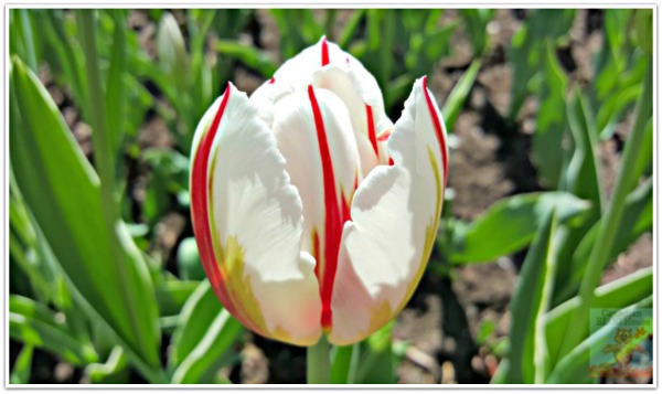 Canada 150 Tulip