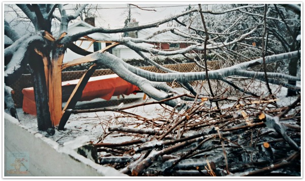 Ice Storm 1998 damage