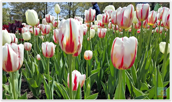 Canada 150 Tulips