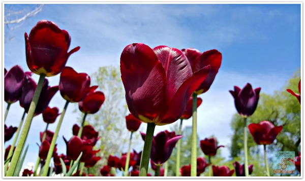 Tulip at Canadian Tulip Festival