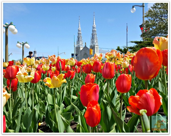 Tulip garden with view of church