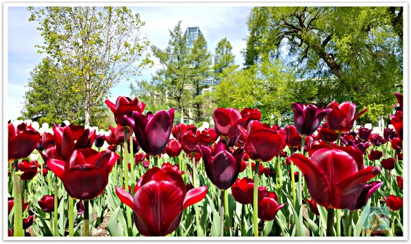 Tulip Garden with view of National Art Gallery