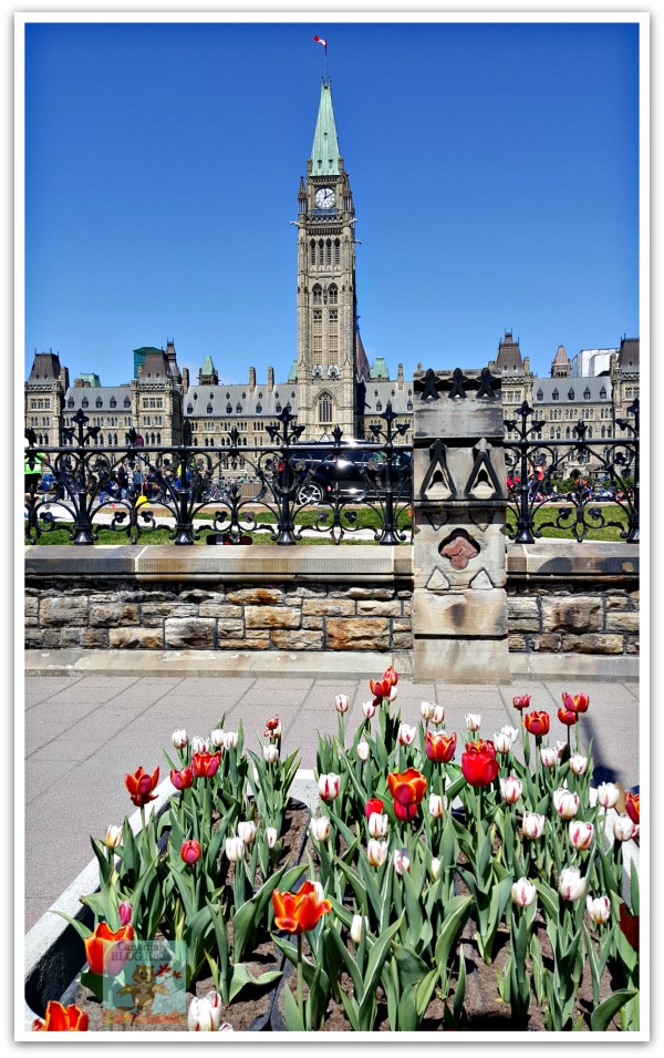 Tulips in front of Parliament Hill