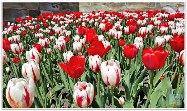 Canada 150 Tulips on Parliament Hill