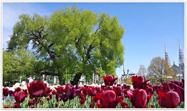 Tulips at Major's Hill Park Ottawa