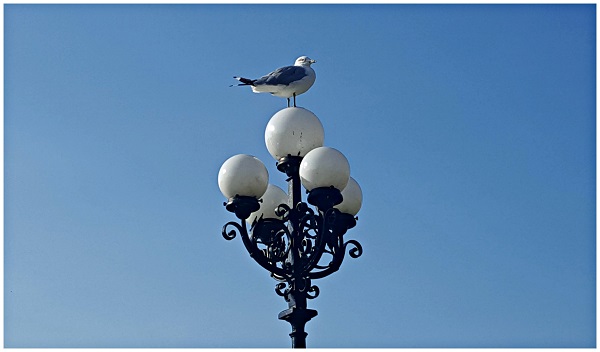 Look up to a Seagull Parliament Hill Ottawa