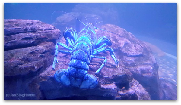 Toronto tourist attraction Blue Lobster Ripley's Aquarium