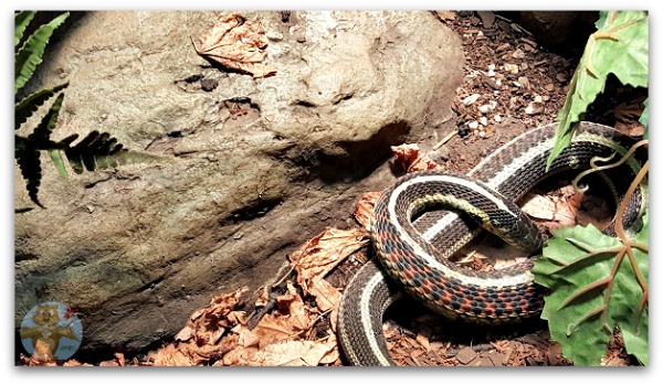 Reptiles Museum of Nature 