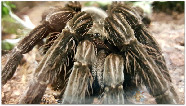 Tarantula Museum of Nature