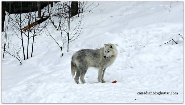 Arctic Wolf Parc Omega