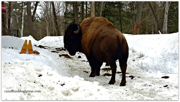 Bison Parc Omega