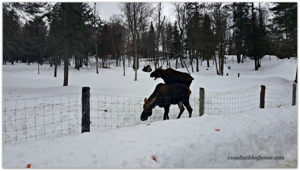 Moose Parc Omega