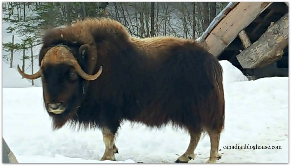 Musk Ox Parc Omega