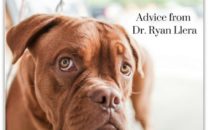 How To Help Protect Your Dog From Ticks Dr Ryan Llera