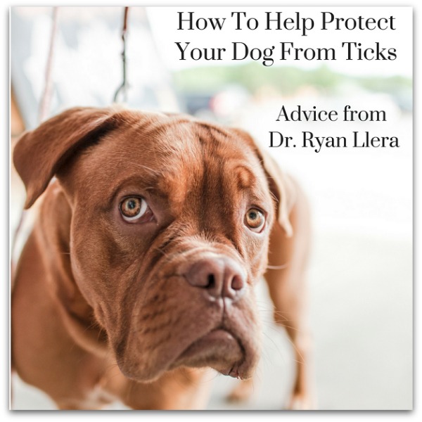 How To Help Protect Your Dog From Ticks Dr Ryan Llera