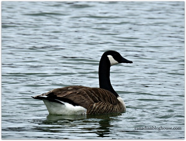 Canada Goose Prince Edward Point Lighthouse