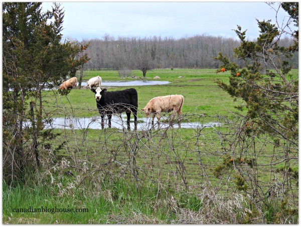 Cattle Prince Edward County