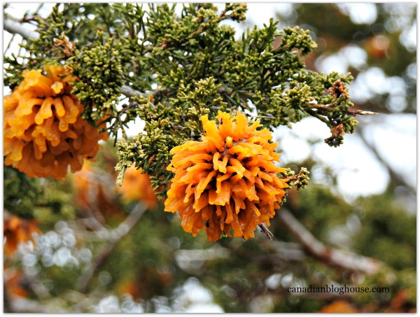 Orange Flowered Tree Prince Edward County 