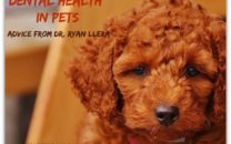 Dental Health Pets Dr Ryan Llera