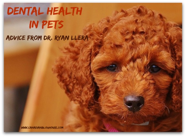 Dental Health Pets Dr Ryan Llera