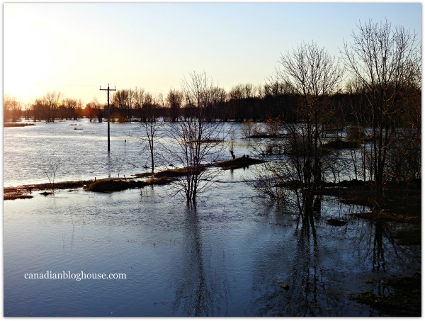 Petrie Island Flooding