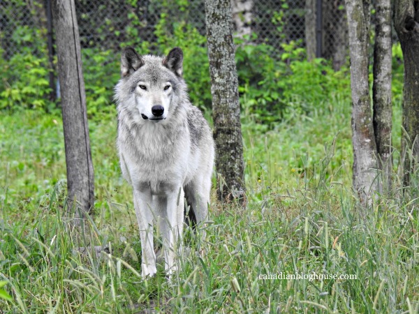 Parc Omega Wolves Bears