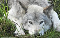 Parc Omega Wolves Bears