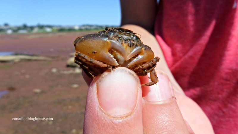 Things to love about Prince Edward Island Canada