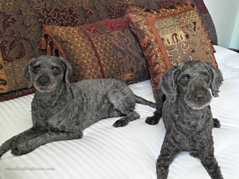 Dogs lounging Logan and Cove luxury mattress