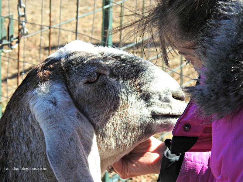 Goat Schmurgling Ontario Daycation