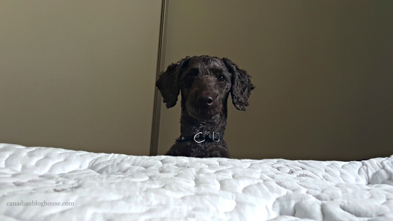 Guinness looking at Logan and Cove luxury mattress