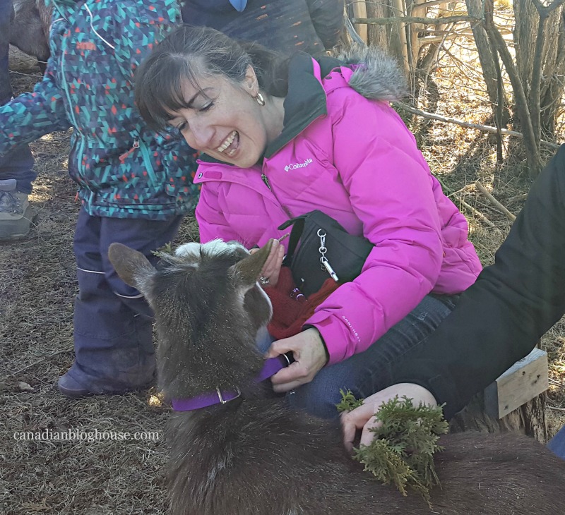 Schmurgling Goats at Haute Goat Ontario Daycation