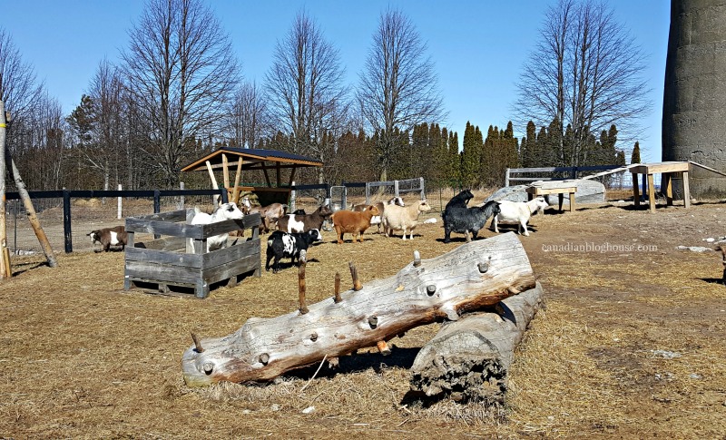 Goats at Haute Goat Ontario Daycation