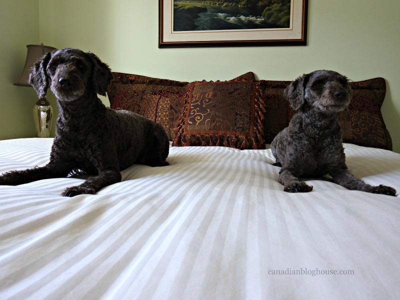 Guinness and Bella on Logan and Cove luxury mattress