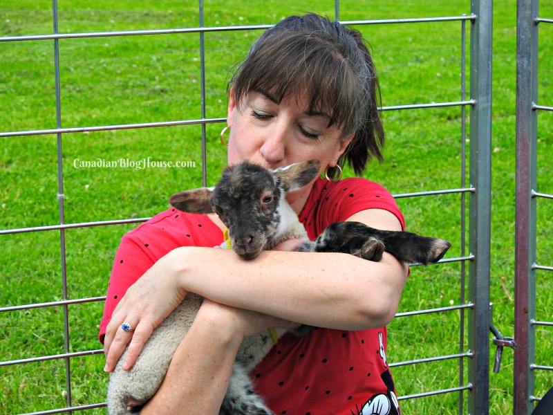 Cuddling a lamb at Topsy's Farms Ontario Road Trip Destination