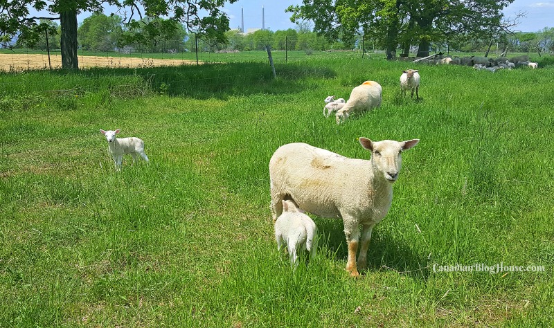 Topsy Farms great Ontario road trip destination