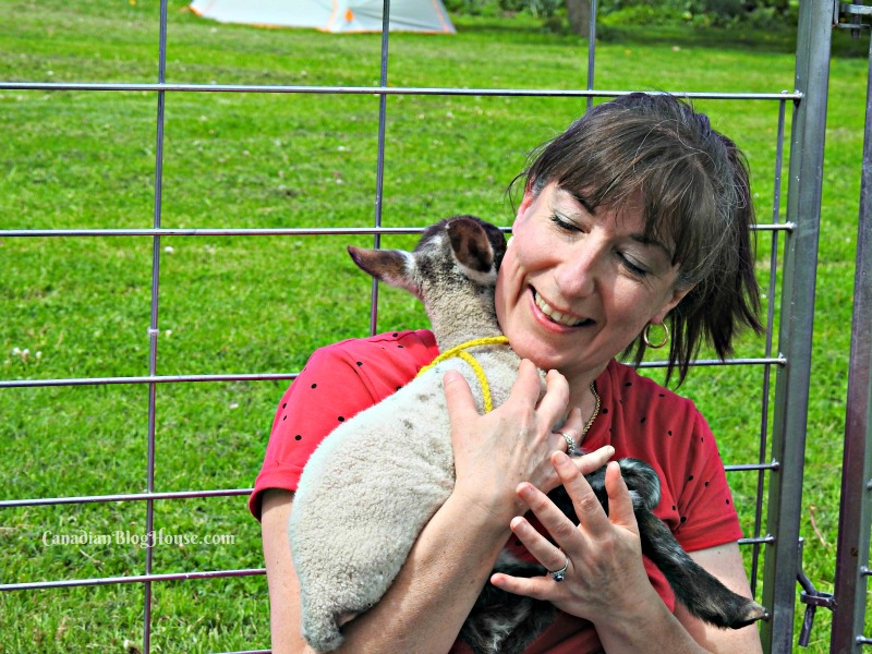 Cuddling a lamb at Topsy's Farms Ontario Road Trip Destination